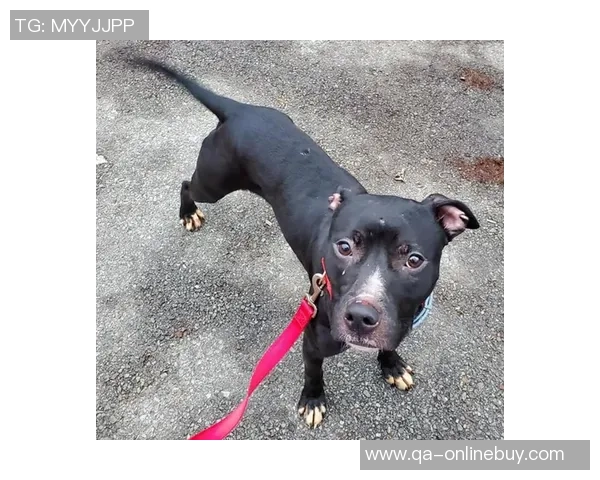 张伯霖分享摇篮舞庆祝喜讯家中爱犬迎来两只可爱小狗出生